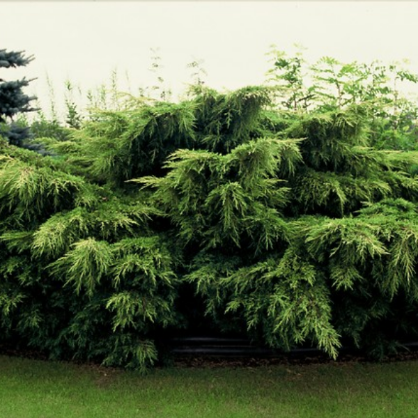 Можжевельник Пфитцера 