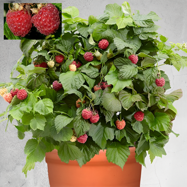 Малина "Бонбонберри Ямми"