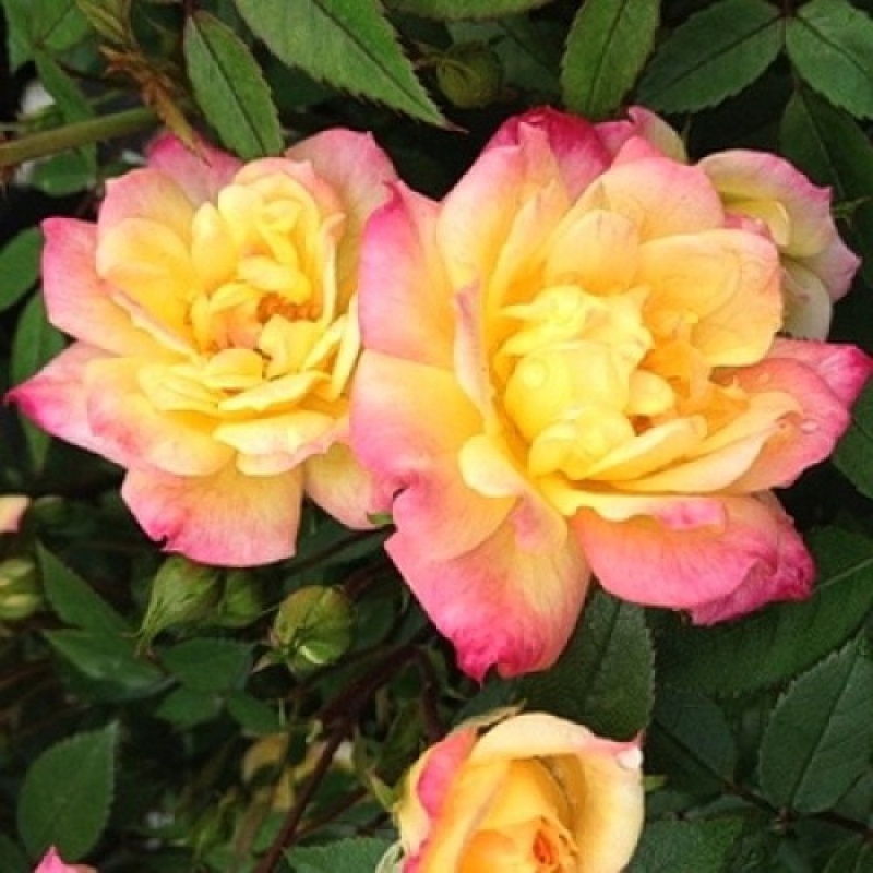 Роза миниатюрная "Tricolor Fairy"