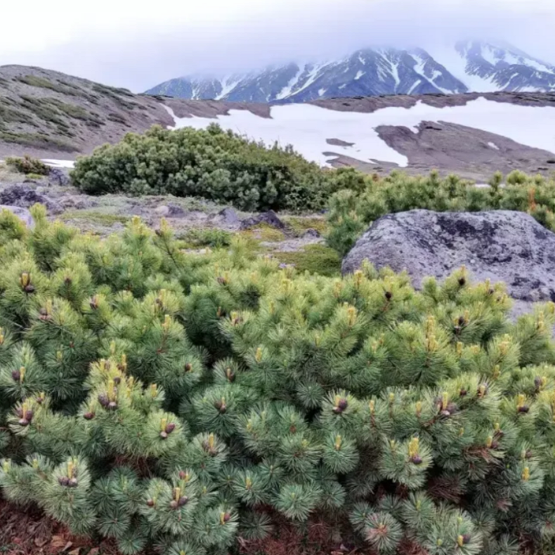 Кедровый стланик