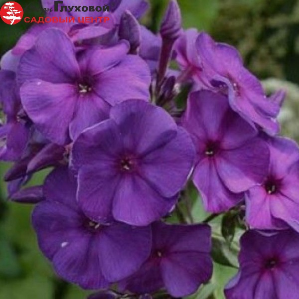 Флокс метельчатый "Зе Кинг"