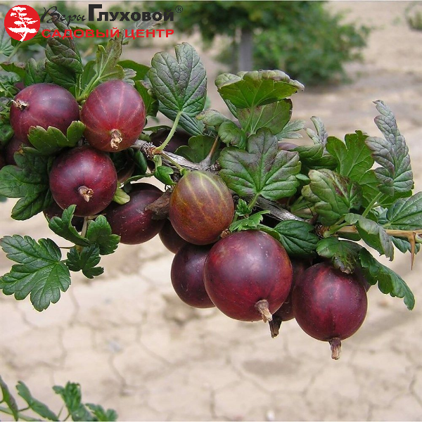 Крыжовник "Командор"