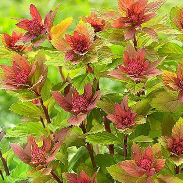 Спирея японская "Спарклинг Шампань"