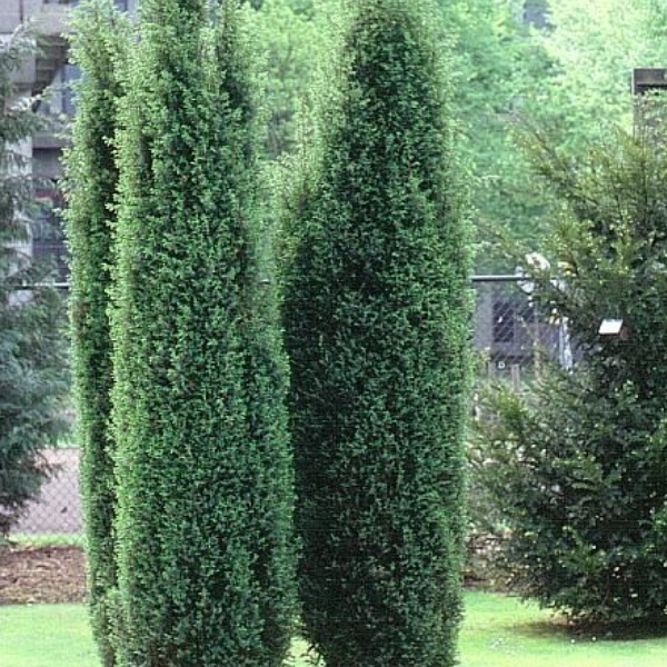 Можжевельник обыкновенный "Хиберника"