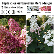Гортензия метельчатая 