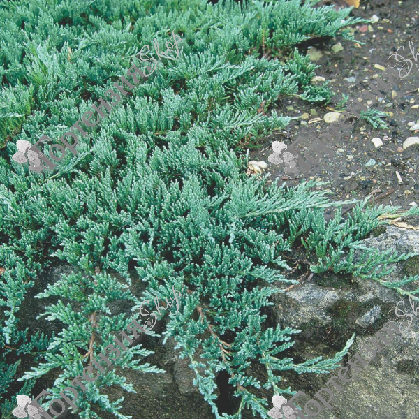 Можжевельник горизонтальный "Глаука"