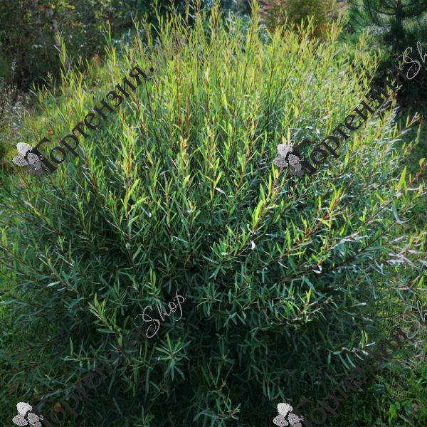 Ива пурпурная "Нана"