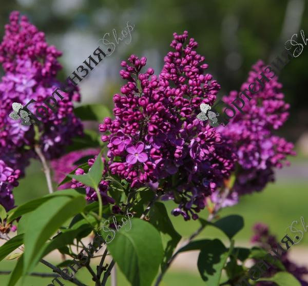 Сирень обыкновенная "День Победы"