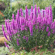 Дербенник иволистный 