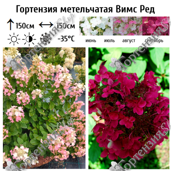 Гортензия метельчатая Вимс Ред (Wim's Red)