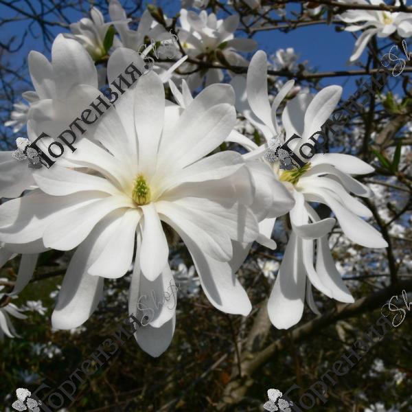 Магнолия звёздчатая