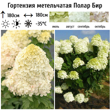 Гортензия метельчатая "Полар Бир" 
