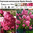 Гортензия метельчатая 