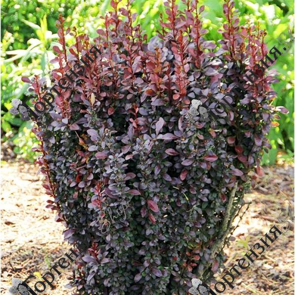 Барбарис Тунберга "Ред Пиллар"